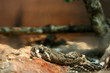 Python - Singapore Zoo, Singapore