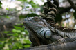 Iguana - Singapore Zoo, Singapore