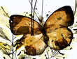 grungy background of butterfly and dried flowers
