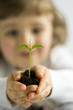 Seedling in hands