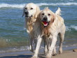 Wet golden retriever