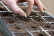 planting a seed