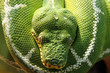 Serpent vert