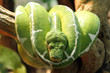 Serpent