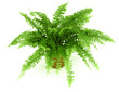 Fern in a pot isolated on white