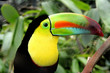 Toucan Toucan