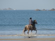 Cheval de Mer