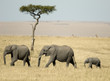 African Elephant Masai mara Kenya
