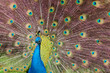 Photo: Indian Blue Peacock Indian Blue Peacock
