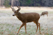 White-tailed Deer