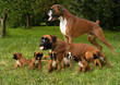 Boxerfamilie 5 Boxerfamilie 5