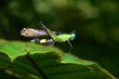 Foto: blue face bug blue face bug