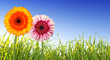 spring concept spring concept