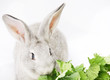 lapin gris et salade
