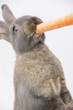 le lapin et la carotte