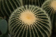 succulente sammlung-Zurigo/Zürich-CH