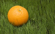 orange on grass
