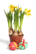 Easter eggs and daffodils