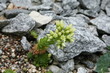 succulente sammlung-Zurigo/Zürich-CH
