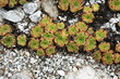 succulente sammlung-Zurigo/Zürich-CH