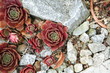 succulente sammlung-Zurigo/Zürich-CH