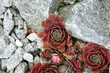 succulente sammlung-Zurigo/Zürich-CH