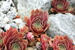 succulente sammlung-Zurigo/Zürich-CH