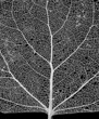 Leaf Skeleton Network Leaf Skeleton Network