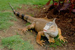 Bearded Dragon Bearded Dragon