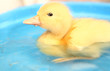 The yellow small duck floats in water