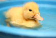 The yellow small duck floats in water