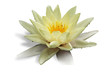 Photo en ligne au meilleur prix n�nuphar detour�