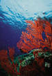 Corals