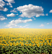 Foto: Sunflower Field Sunflower Field