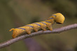 Death's Head hawkmoth caterpillar
