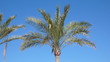 palmera cielo palmera cielo