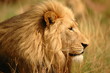The King