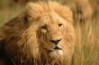 The King