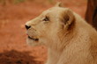 Lion cub
