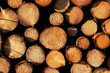 Coupe de bois