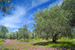 oilve grove