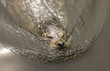 swimming seal