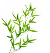 bamboo- leaves bamboo- leaves