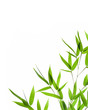bamboo- leaves bamboo- leaves
