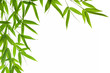 bamboo- leaves bamboo- leaves