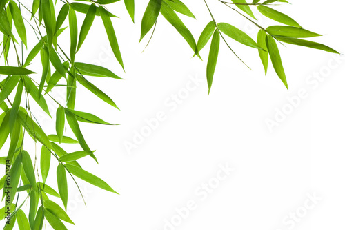 Photo: bamboo- leaves bamboo- leaves