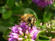 Photo : abeille occup�e à sa toilette