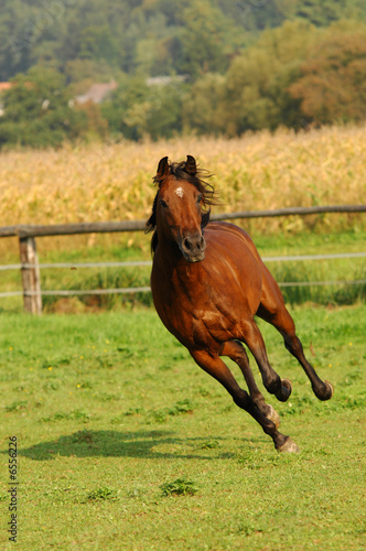 Araber auf Weide 1