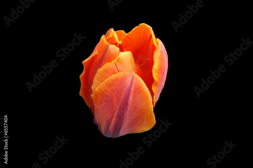 tulipano tulipano