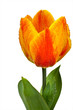 Tulpe mit Tautropfen, offen